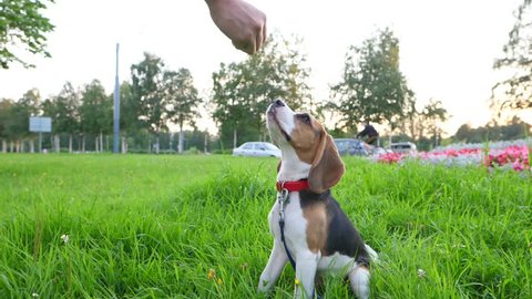 Young obedient dog receive snack for doing well command, sit and wait at grass, slow motion shot. Cute beagle training at city park, performing sit and wait order, look to trainer