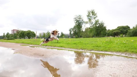Funny young Beagle dog with flying ears leap over puddle, slow motion shot. Juvenile doggy run at ground path and make amusing jump to skip wet ground. Small dog have fun outing at city park