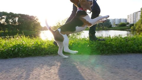 Bouncy young dog run with owner, have happy walk at sunny evening hour, slow motion slide shot. Beagle puppy leap up again and again, try to catch leash by jaws. Funny long ears fly in air