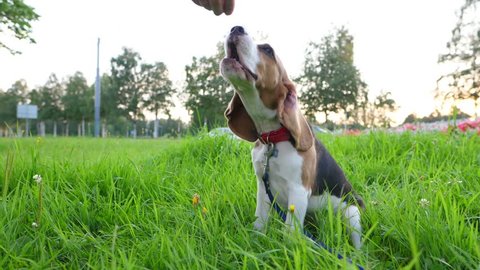 Young obedient beagle receive small piece of food for well behaviour during training, slow motion shot. Small cute dog sit in green grass and gnaw snack and then go to owner