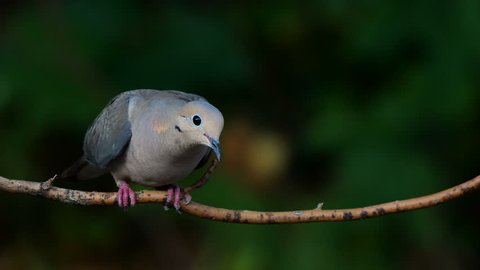 Mourning Dove perched on a tree branch with dark green leaf background