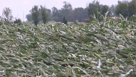 Hawksville, Ontario, Canada August 2017 Corn drop on farm damaged and destroyed by tornado in Hawksville Canada
