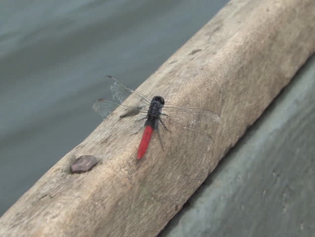 Dragonfly in the Amazon