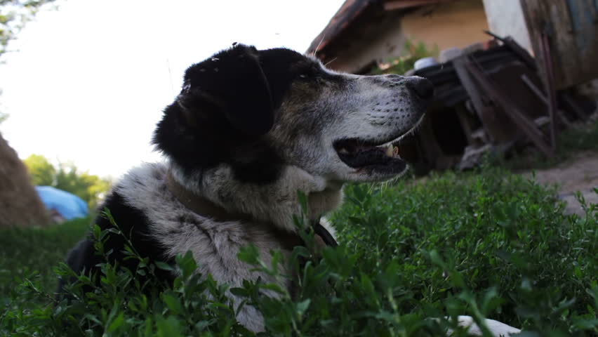 Собака ест мух. Exhausted Dog.