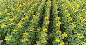 Flight over the sunflower field, sunflower field, top view, aerial, video, 4K, View from above, air, Sunflower on the field, sunflower oil, from the air