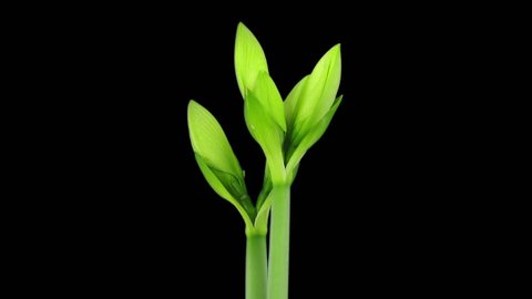 Time-lapse of rotating, growing and opening greenish amaryllis Fantasy Christmas flower in RGB + ALPHA matte format isolated on black background
