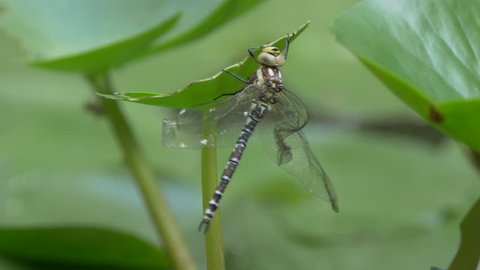 Wounded southern hawker (Aeshna cyanea)