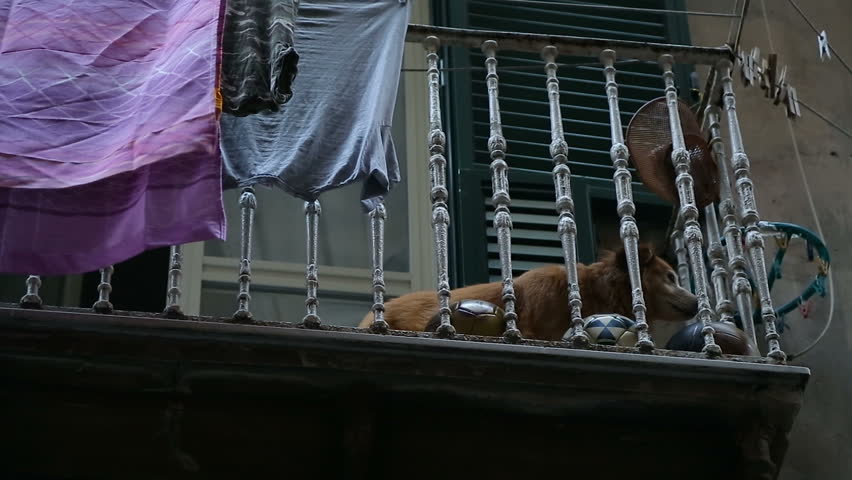 Devoted home dog lying on balcony alone and waiting for its master from work