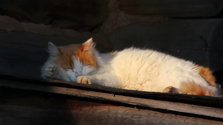 sleeping cat outdoors