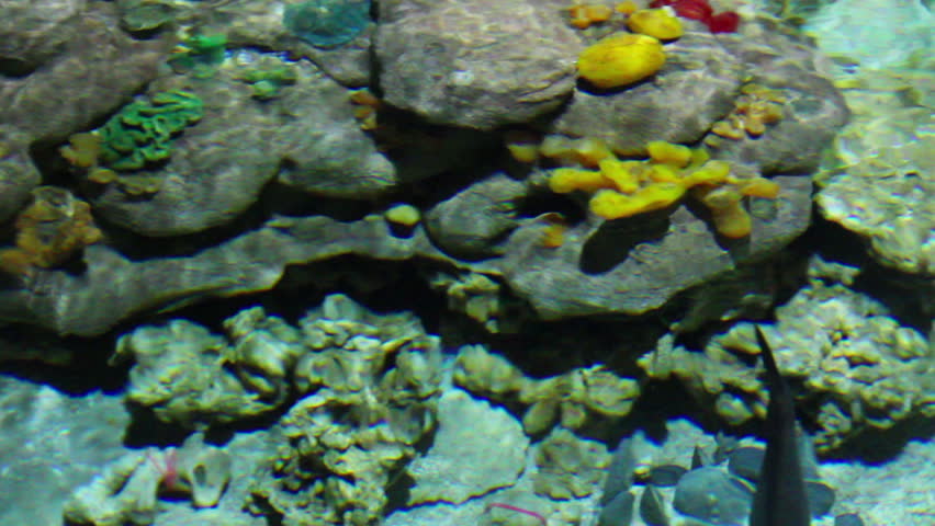 fish and corals in shallow