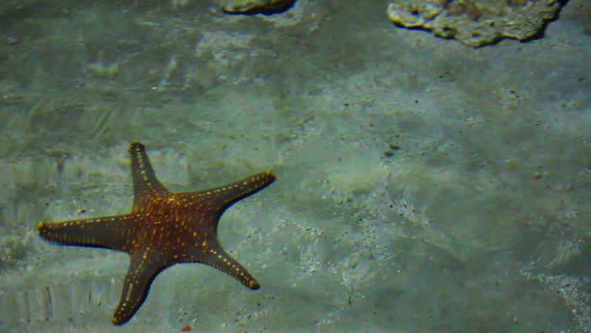 starfish and rays in shallow