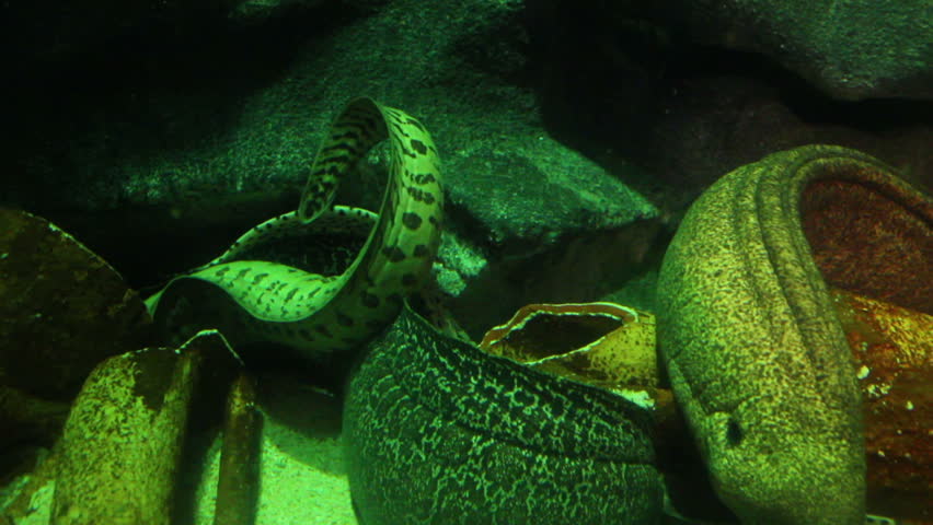 moray fish underwater close-up