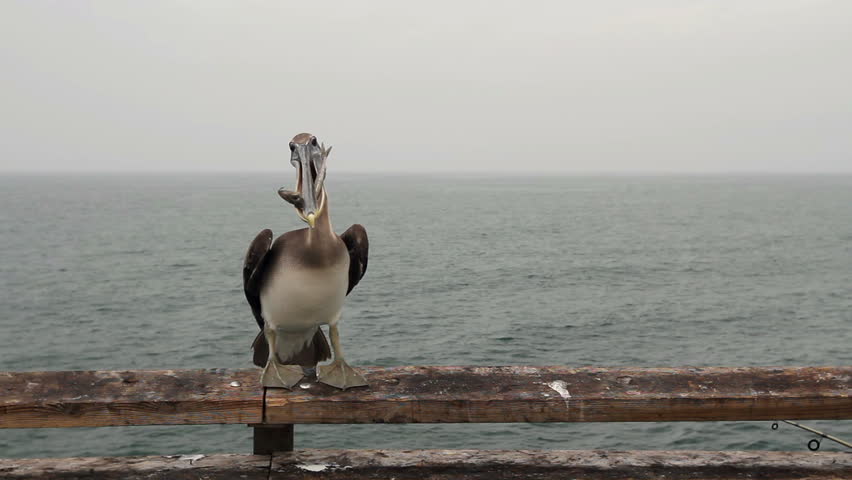 Two shots of a brown pelican eating a fish that was handed to him by fisherman. The fish was turned the wrong way, and it took the pelican about 10 minutes to swallow it. 