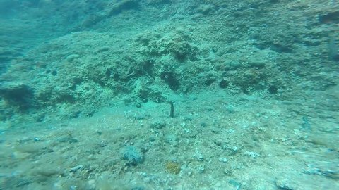 Sea cucumber reproduction in July in Adriatic sea