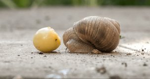 Check out this amazing time-lapse video of a snail chowing down on some delicious fruit! 4K high-speed recording.Concept close-up.