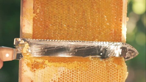 A close-up of a knife opens a honeycomb with honey on a frame made of beehive. Honey production technology and manual work in the apiary