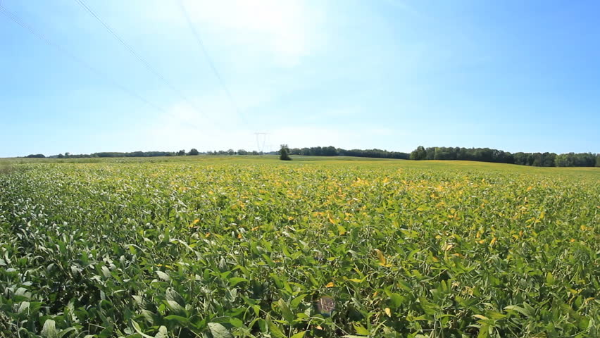 Soybean Field 2. A soybean field in rural Indiana.