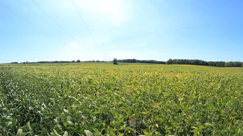 Soybean Field 2. A soybean field in rural Indiana.
