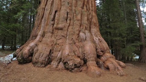 Tilt up giant Sequoia trees in Yosemite National Park. Giant Sequoia Tree in Sequoia National Park, California, Sequoia tree.