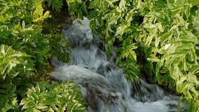 HD video of a small waterfall trickling through leaves and plants in a forest