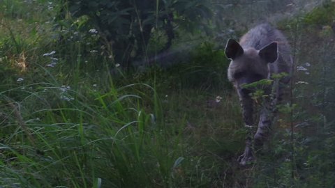 A striped hyena walking in forest area.