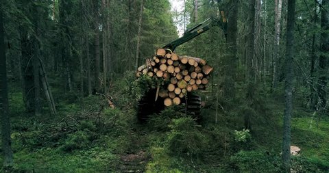 A crawler machine is collecting timber in the woods