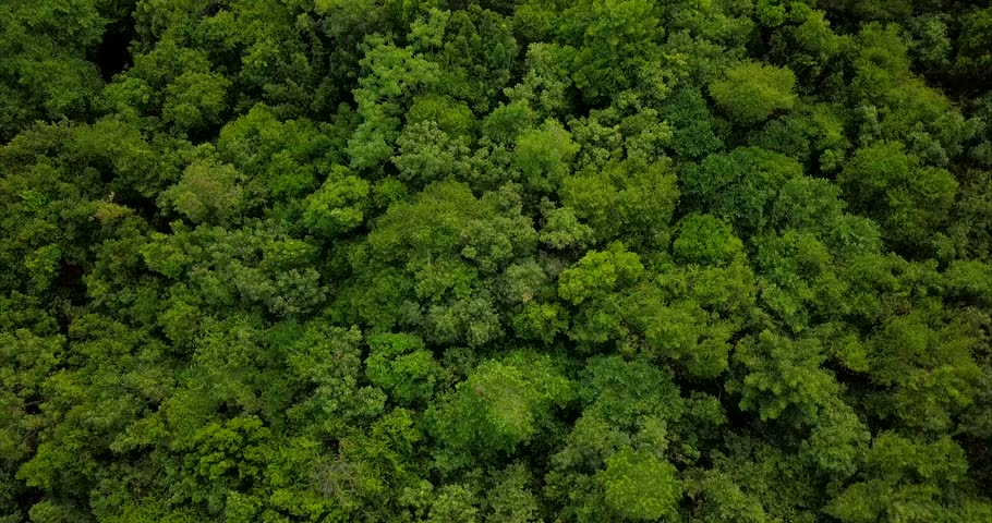 Aerial Top View Summer Green Trees Stock Footage Video (100% Royalty ...