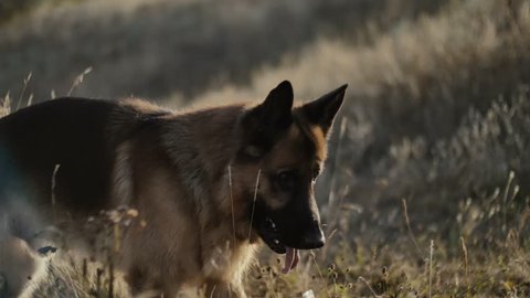 A German Shepherd dog briefly stops while playing and running