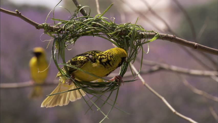 Male spotted backed weaver making his nest with another male weaver bird blurred