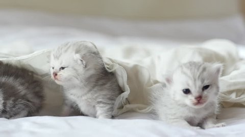 Cute tabby kittens playing under white blanket slow motion