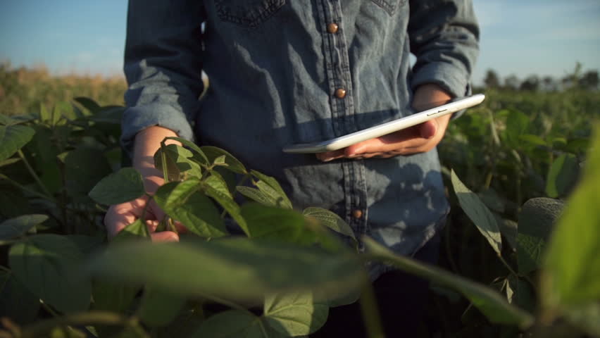 Farmer uses a tablet computer on a soy field Royalty-Free Stock Footage #29837419