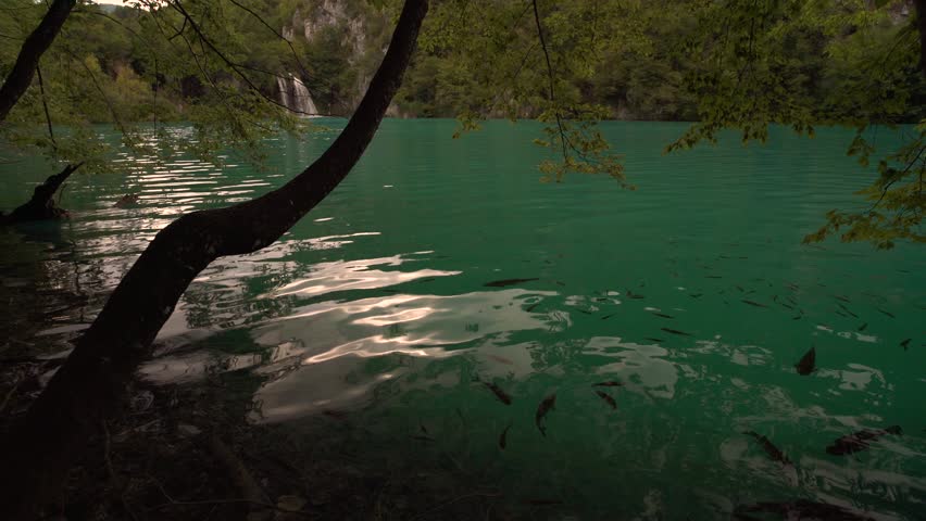 Lake with fish, clear and colorful water in Plitvice Lakes National Park, Croatia.