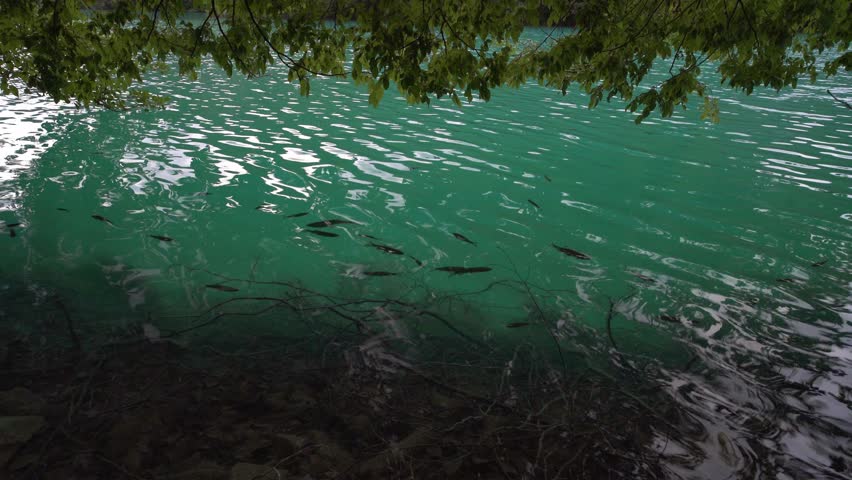 Lake with fish, clear and colorful water in Plitvice Lakes National Park, Croatia.