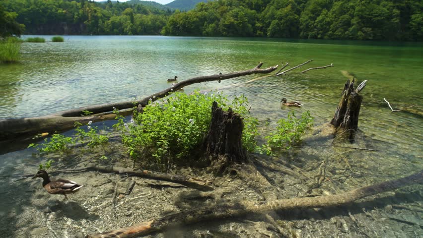 Lake with fish, clear and colorful water in Plitvice Lakes National Park, Croatia.