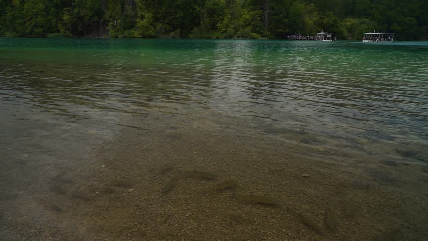 Lake with fish, clear and colorful water in Plitvice Lakes National Park, Croatia.
