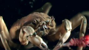 Crab hios hunts for shrimp underwater in search of food on seabed. Unique macro video close up. Predators of marine life on background of pure and transparent water stones.