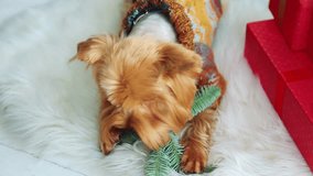 Cute silver Yorkshire Terrier dog wearing funny winter sweater playing with green christmas branch of coniferous tree in home interior laying on fluffy white carpet. Real time full hd video footage. 