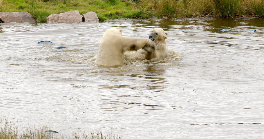Two Polar bears playing in a pool of water.