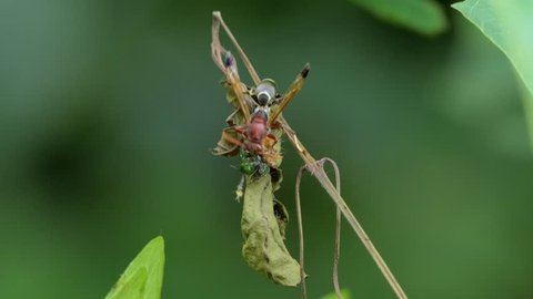 Hornet eating insect on branch tropical rain forest. 