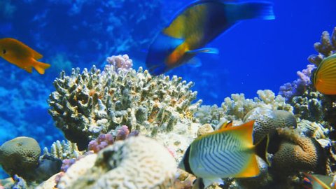 Colorful Fish on Vibrant Coral Reef, Red sea. 