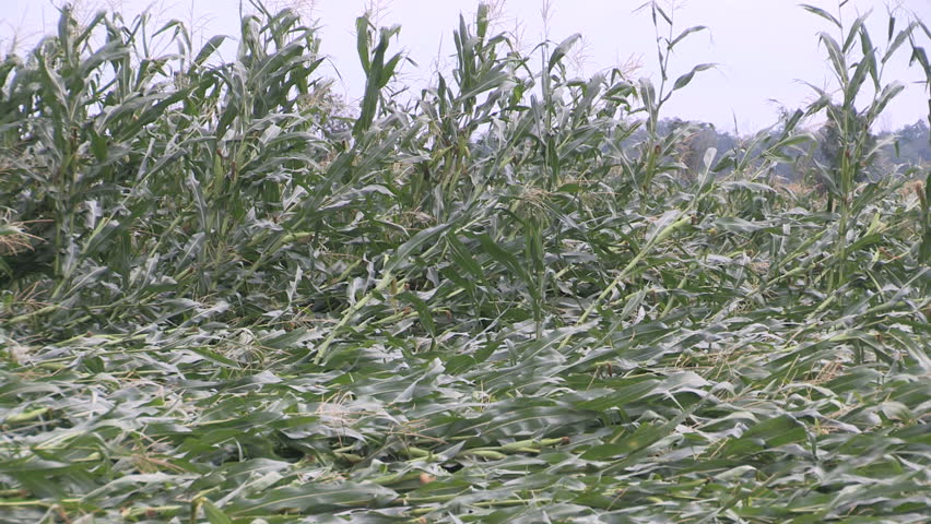 Corn drop on farm damaged and destroyed by tornado and thunderstorm
