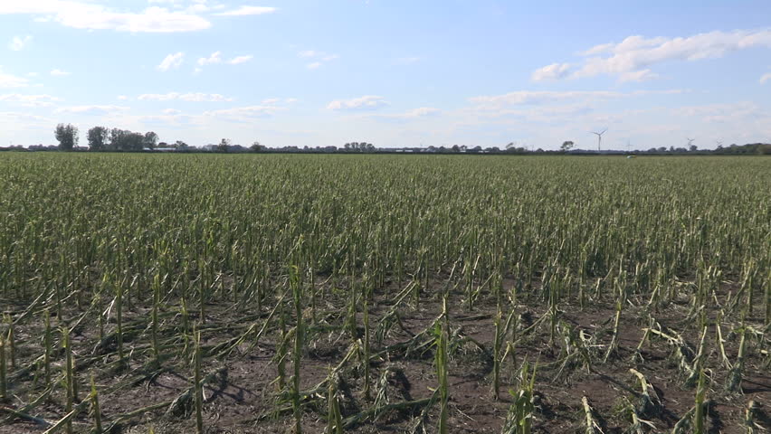 Corn crop damaged and destroyed by hail storm on farm after severe thunderstorm

