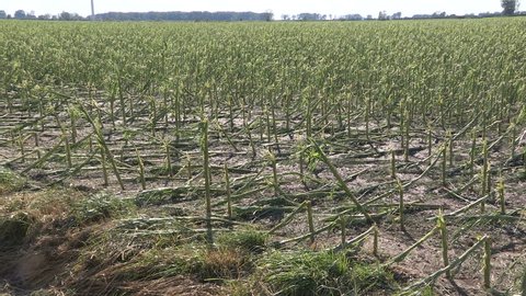 Corn crop damaged and destroyed by hail storm on farm