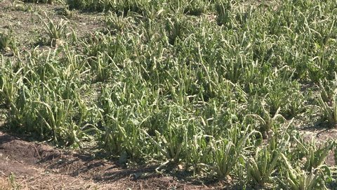 Corn crop damaged and destroyed by hail storm on farm after severe thunderstorm
