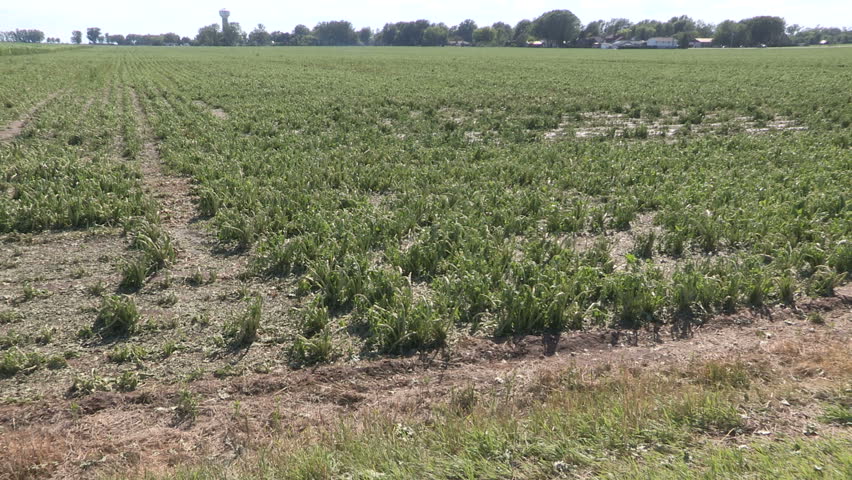 Corn crop damaged and destroyed by hail storm on farm after severe thunderstorm
