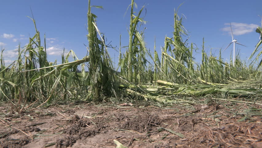 Corn crop damaged and destroyed by hail storm on farm
