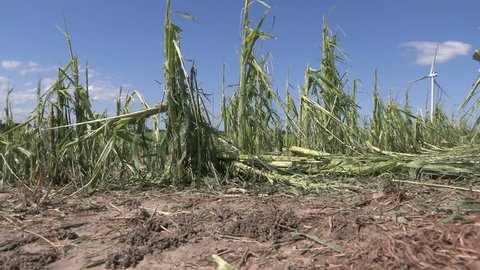 Corn crop damaged and destroyed by hail storm on farm
