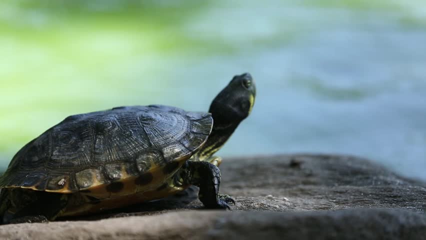 Turtle sunbathing on rock image - Free stock photo - Public Domain ...