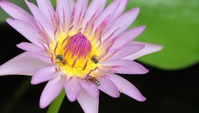 Close-up flower. A beautiful purple waterlily or lotus flower  and swarming bees pollination. Naturally beautiful flowers in the garden