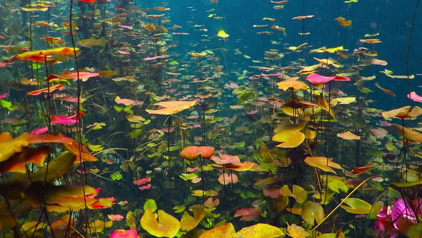 Wild Flowers Underwater In The Arkivvideomateriale 100 Royaltyfritt Shutterstock